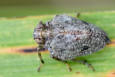 <i>Issus coleoptratus</i>