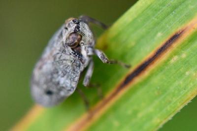 <i>Issus coleoptratus</i>