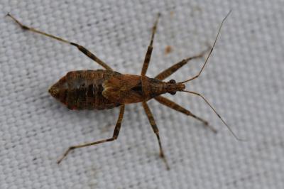 <i>Himacerus apterus</i>