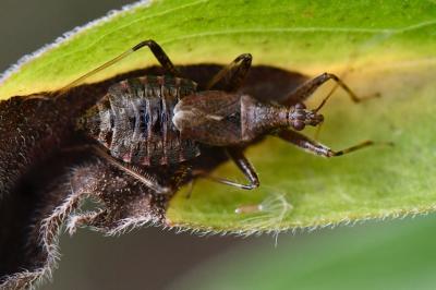 <i>Himacerus apterus</i>
