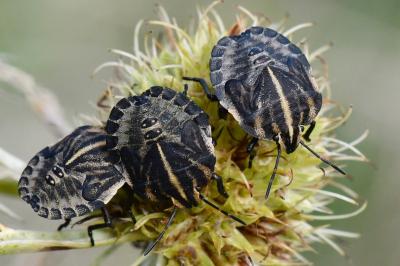 <i>Graphosoma italicum</i>