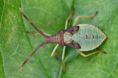 <i>Gonocerus acuteangulatus</i>