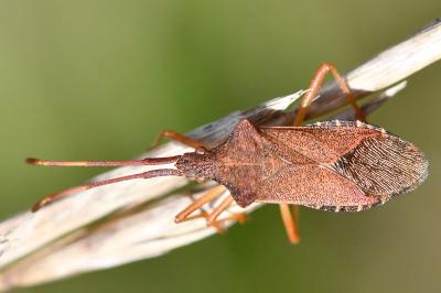 <i>Gonocerus acuteangulatus</i>