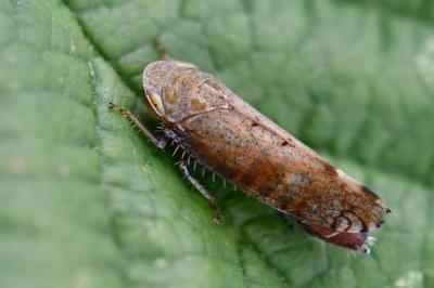 <i>Fieberiella florii</i>