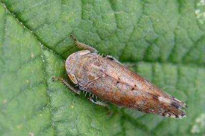 <i>Fieberiella florii</i>