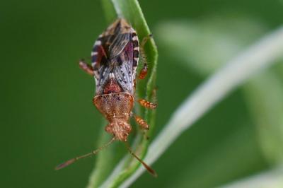 <i>Rhopalus subrufus</i>