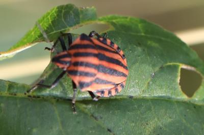 <i>Graphosoma italicum</i>