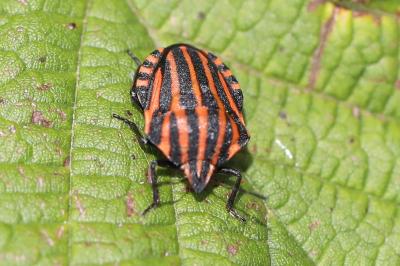 <i>Graphosoma italicum</i>