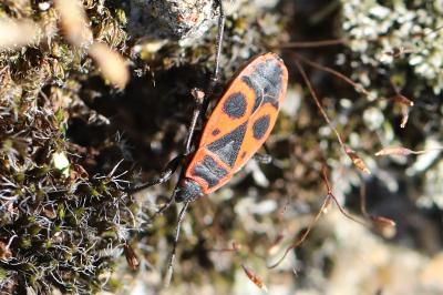 <i>Pyrrhocoris apterus</i>
