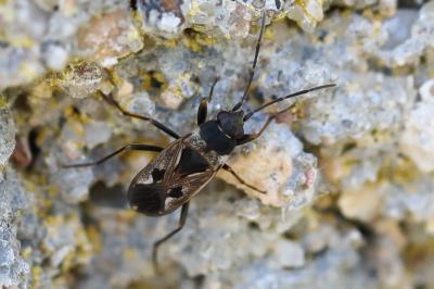 Rhyparochromus vulgaris