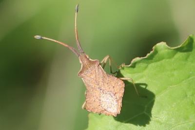 <i>Syromastus rhombeus</i>