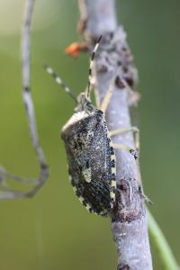 <i>Rhaphigaster nebulosa</i>