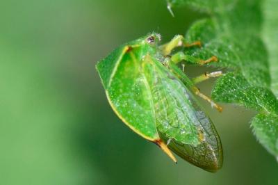 <i>Stictocephala alta</i>