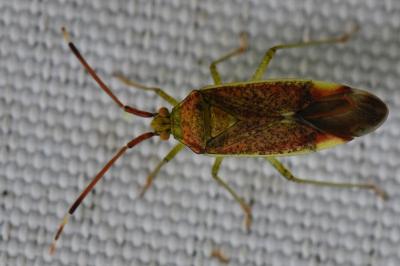 <i>Pantilius tunicatus</i>
