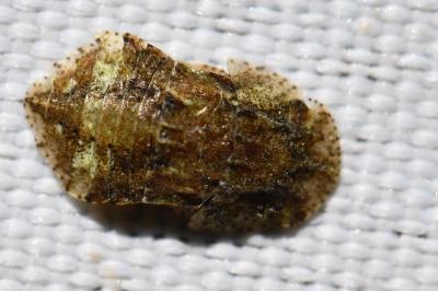 <i>Ledra aurita</i>