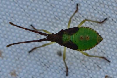 <i>Gonocerus acuteangulatus</i>