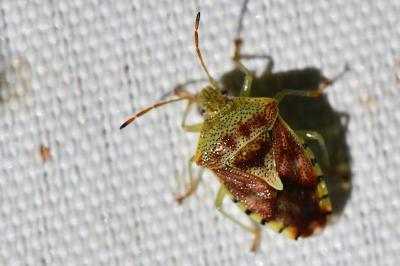 <i>Elasmucha grisea</i>