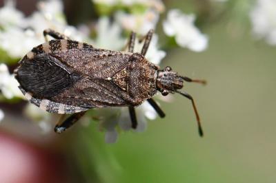 <i>Ceraleptus gracilicornis</i>