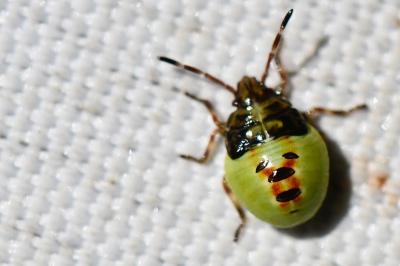 <i>Acanthosoma haemorrhoidale</i>