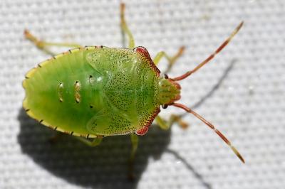 <i>Acanthosoma haemorrhoidale</i>