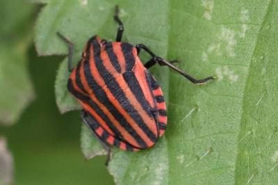 <i>Graphosoma italicum</i>