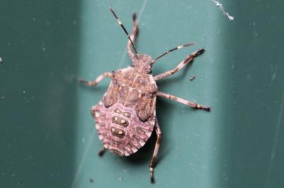 <i>Halyomorpha halys</i>