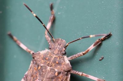 <i>Halyomorpha halys</i>