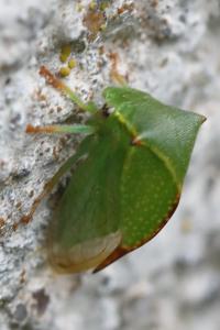 <i>Stictocephala alta</i>
