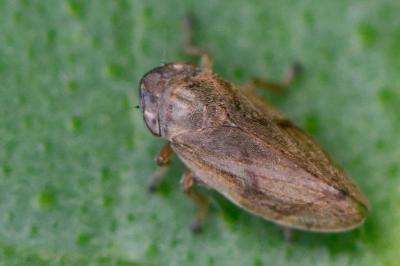 <i>Philaenus spumarius</i>