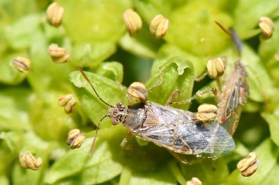 <i>Liorhyssus hyalinus</i>
