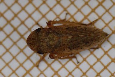<i>Aphrodes makarovi</i>