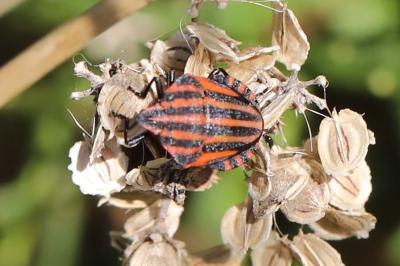<i>Graphosoma italicum</i>
