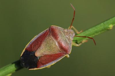 <i>Piezodorus lituratus</i>