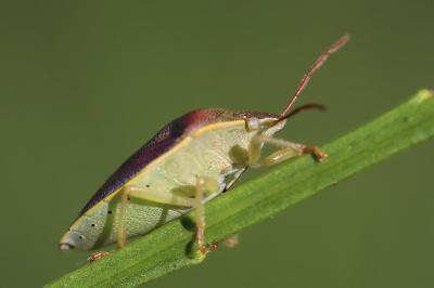 Piezodorus lituratus