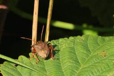 <i>Picromerus bidens</i>
