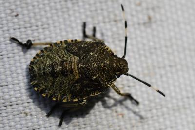 <i>Rhaphigaster nebulosa</i>