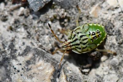 Elasmucha grisea