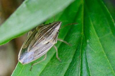<i>Aelia acuminata</i>
