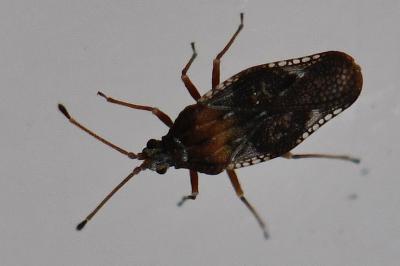 <i>Physatocheila dumetorum</i>