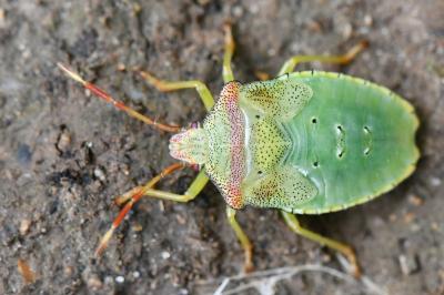 <i>Acanthosoma haemorrhoidale</i>
