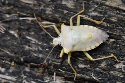 <i>Pentatoma rufipes</i>