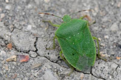 <i>Nezara viridula</i>