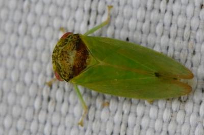 <i>Iassus lanio</i>