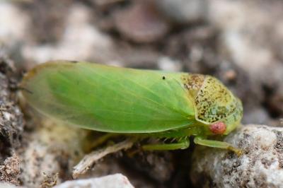 <i>Iassus lanio</i>