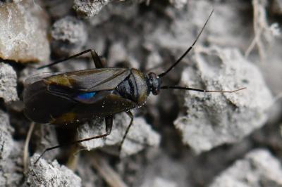 <i>Plagiognathus arbustorum</i>
