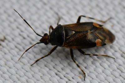 <i>Deraeocoris flavilinea</i>
