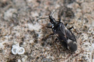<i>Temnostethus pusillus</i>