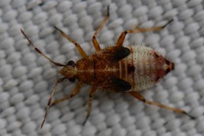 <i>Deraeocoris flavilinea</i>