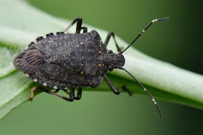 <i>Halyomorpha halys</i>