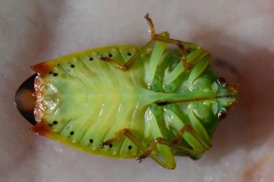 <i>Elasmostethus interstinctus</i>